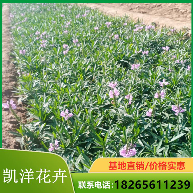 假龙头价格 凯洋假龙头 山东假龙头基地
