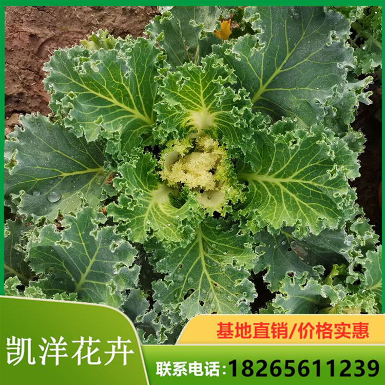 羽衣甘蓝培育 苗圃直销羽衣甘蓝 河北羽衣甘蓝价格