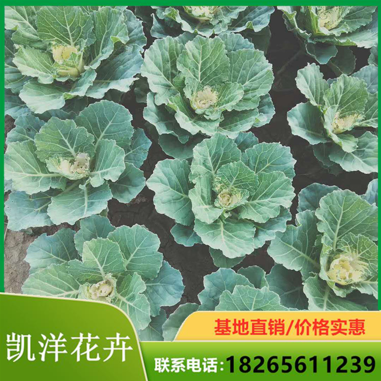 好成活羽衣甘蓝小苗 直销 郑州羽衣甘蓝供货商