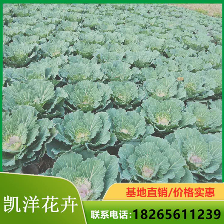 羽衣甘蓝 110盆 苗圃直销羽衣甘蓝小苗
