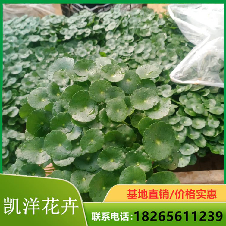 铜钱草批发商 铜钱草盆栽小苗 江苏铜钱草报价