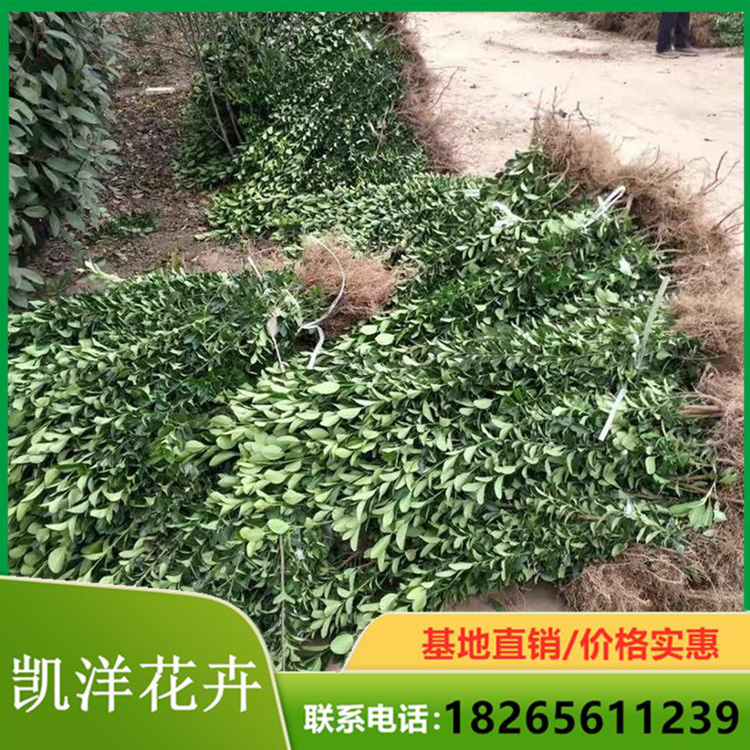 供应冬青幼苗 冬青 凯洋花卉