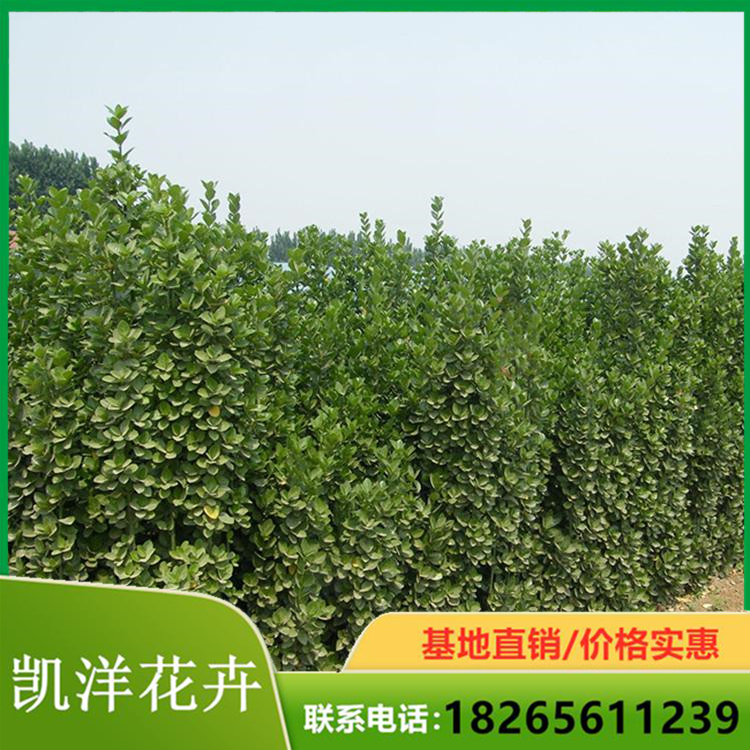 北海道苗木批发 北海道基地 现挖现卖绿化苗