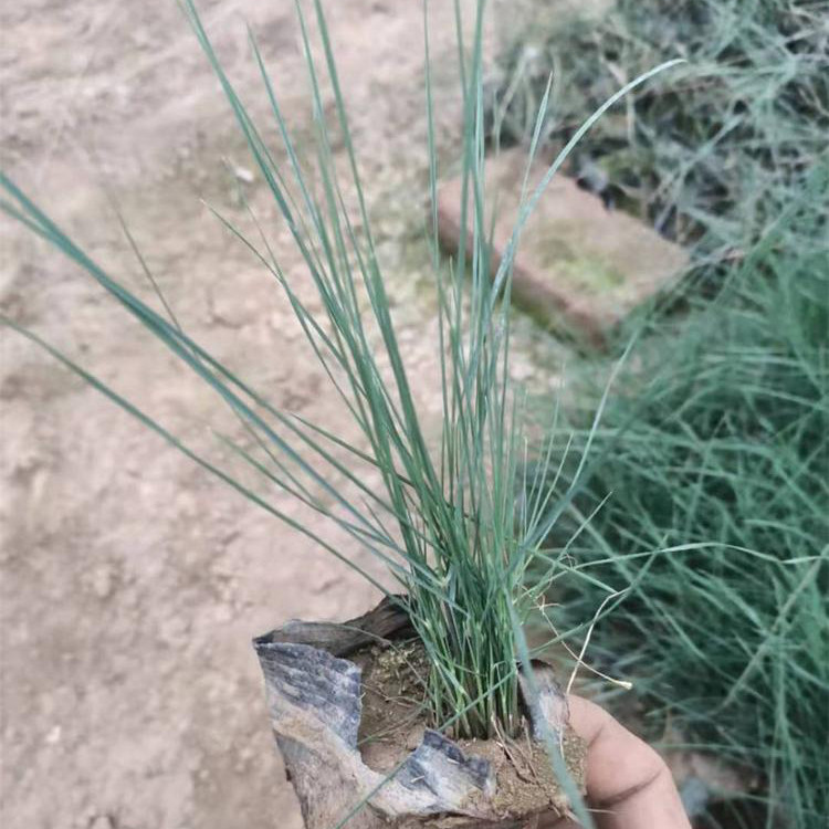 粉黛乱子草供货商 青州花卉苗木 青州观赏植物粉黛乱子草