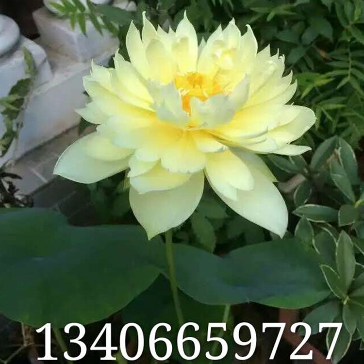 开花荷花 基地供应 销售盆栽荷花 青州水生草本植物批发商