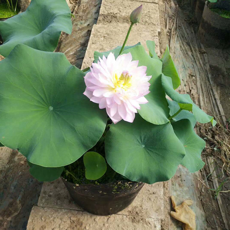 荷花  大盆荷花 荷花种苗 苗圃批发