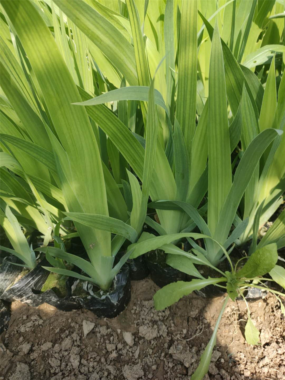 水生植物培育 水生鸢尾种植 采购基地 水生花卉鸢尾
