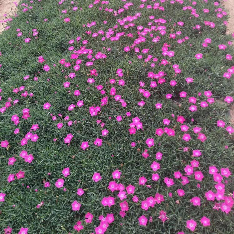 欧石竹杯苗批发 好苗预定中 多年生宿根草花