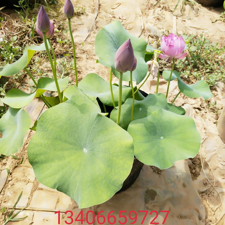 山东水生植物基地  开花荷花 观赏荷花苗基地 基地供应