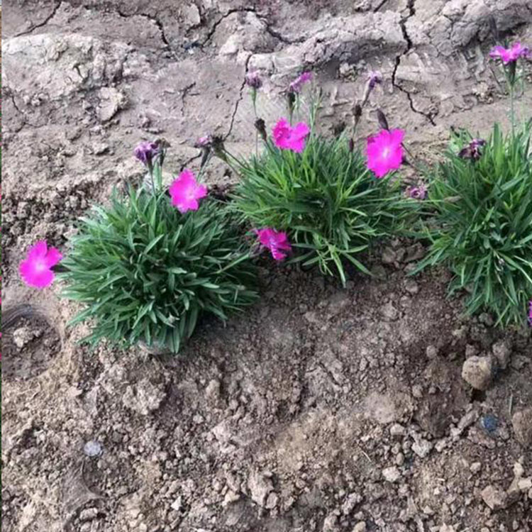 欧石竹杯苗供应商 基地直销 花海品种