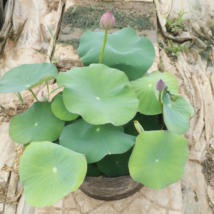 荷花  绿化荷花 荷花种植基地 俊红花卉苗木