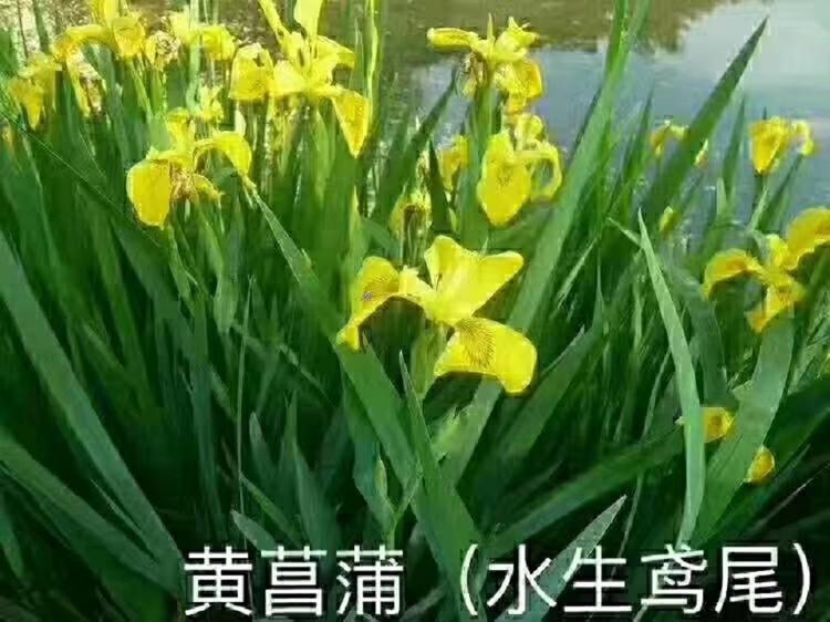 俊红   水生鸢尾价格  花期20天左右