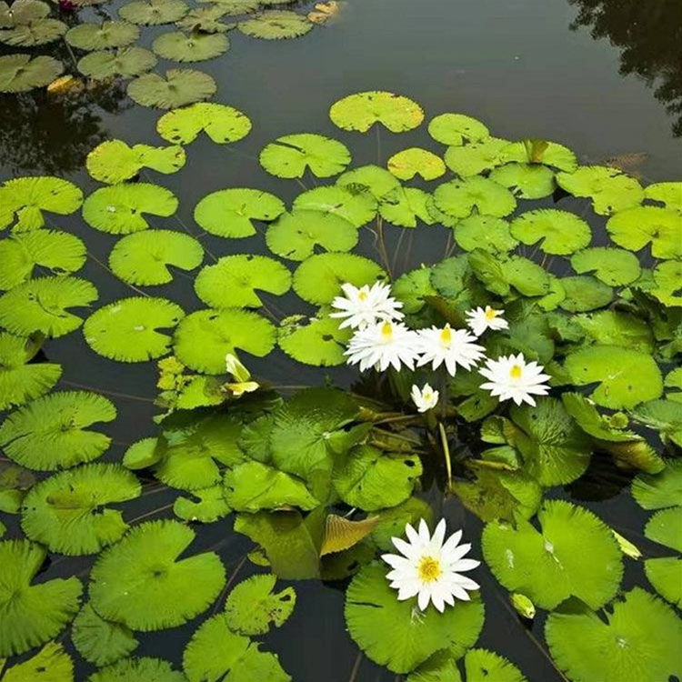 别墅庭院观赏睡莲盆景  睡莲种苗  水生花卉