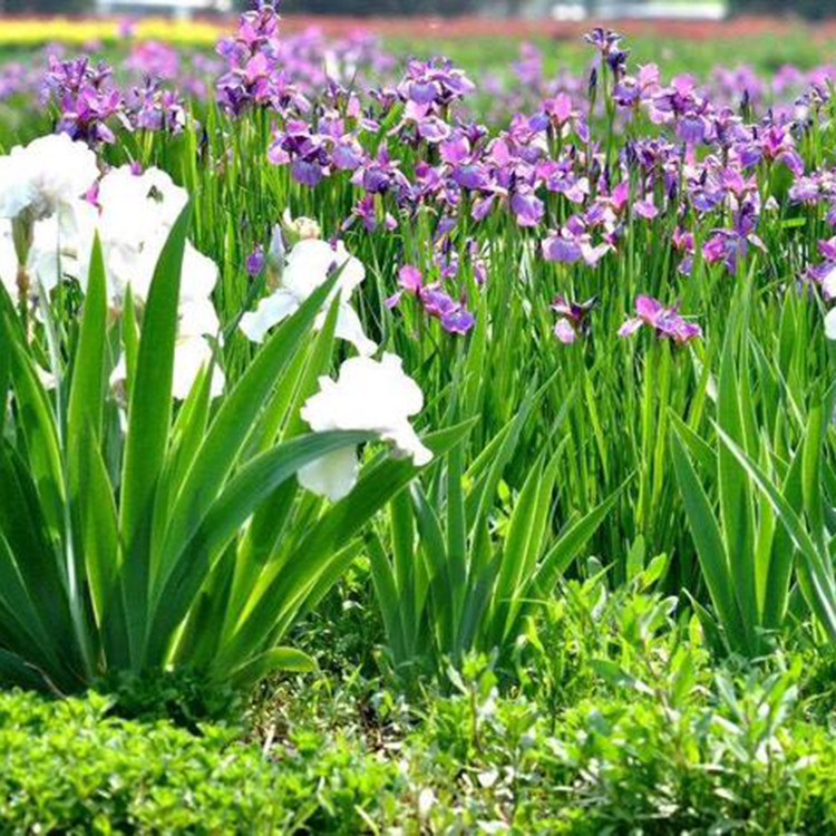 马兰小苗 青州草花 马兰种植基地 基地直售