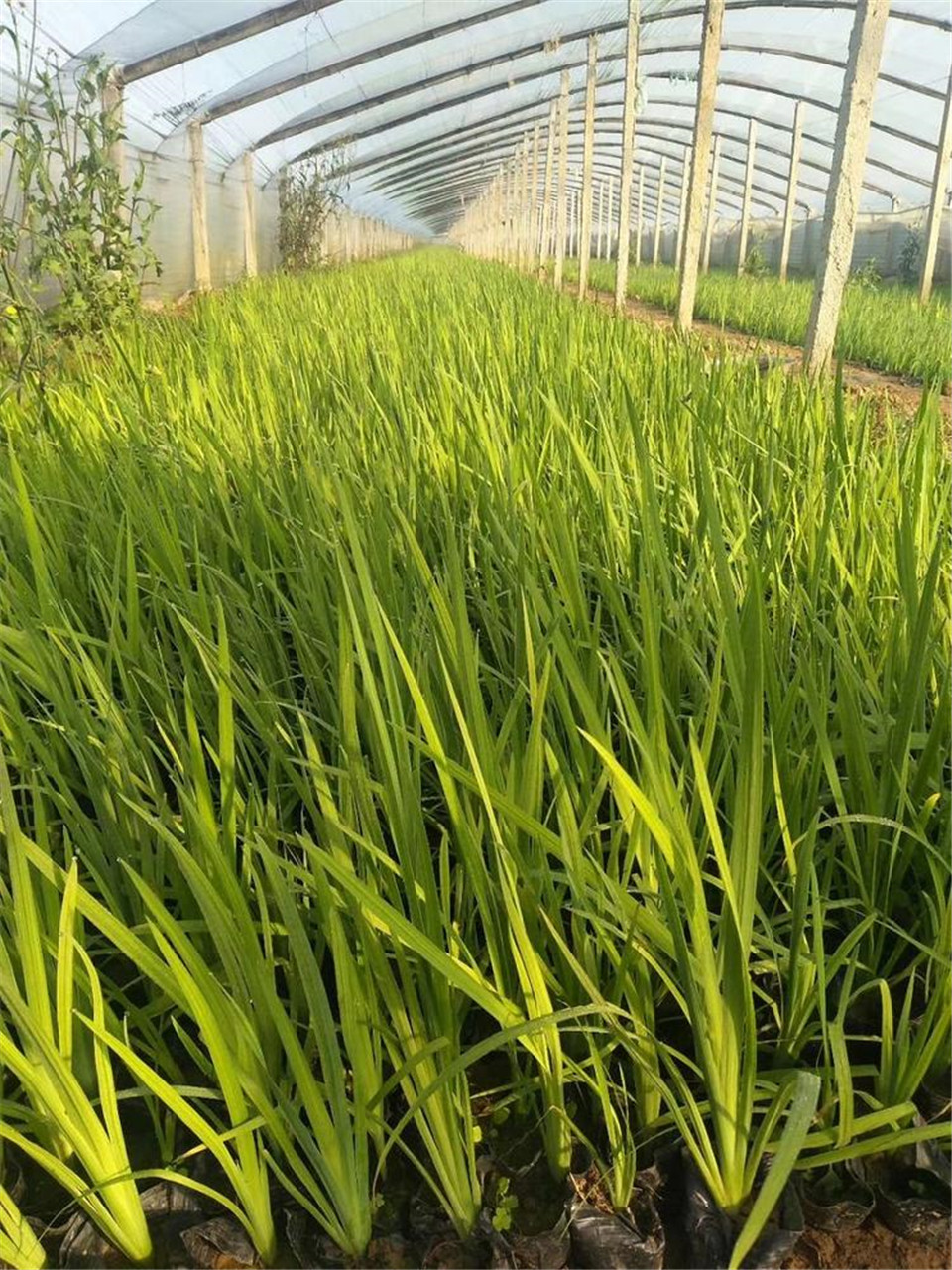 水生鸢尾 采购基地 水生植物培育 水生鸢尾种植