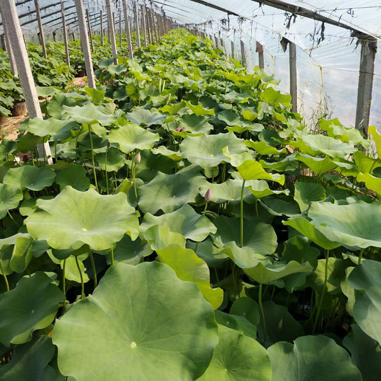 俊红  绿化荷花种苗种植基地  用以点缀、美化居室环境