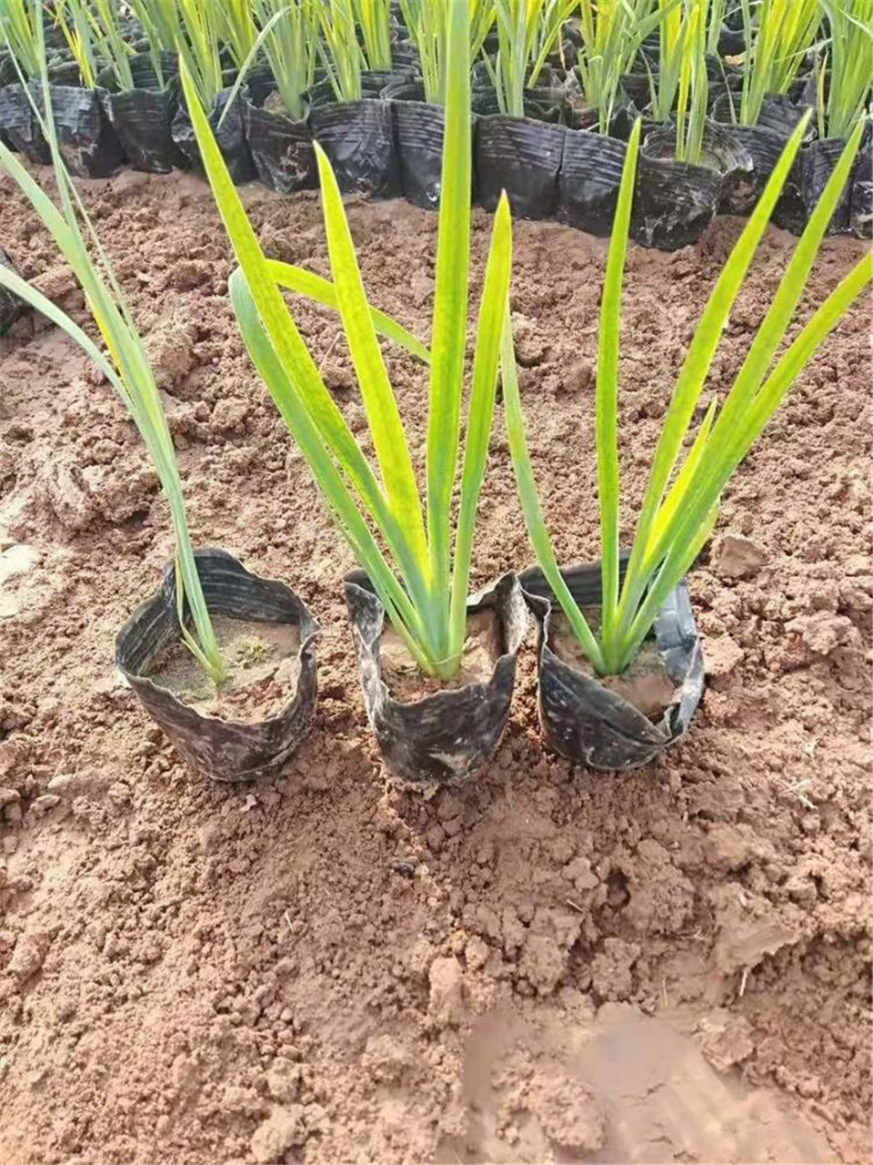 价格实惠 水生花卉鸢尾 青州水生植物基地 水生鸢尾报价