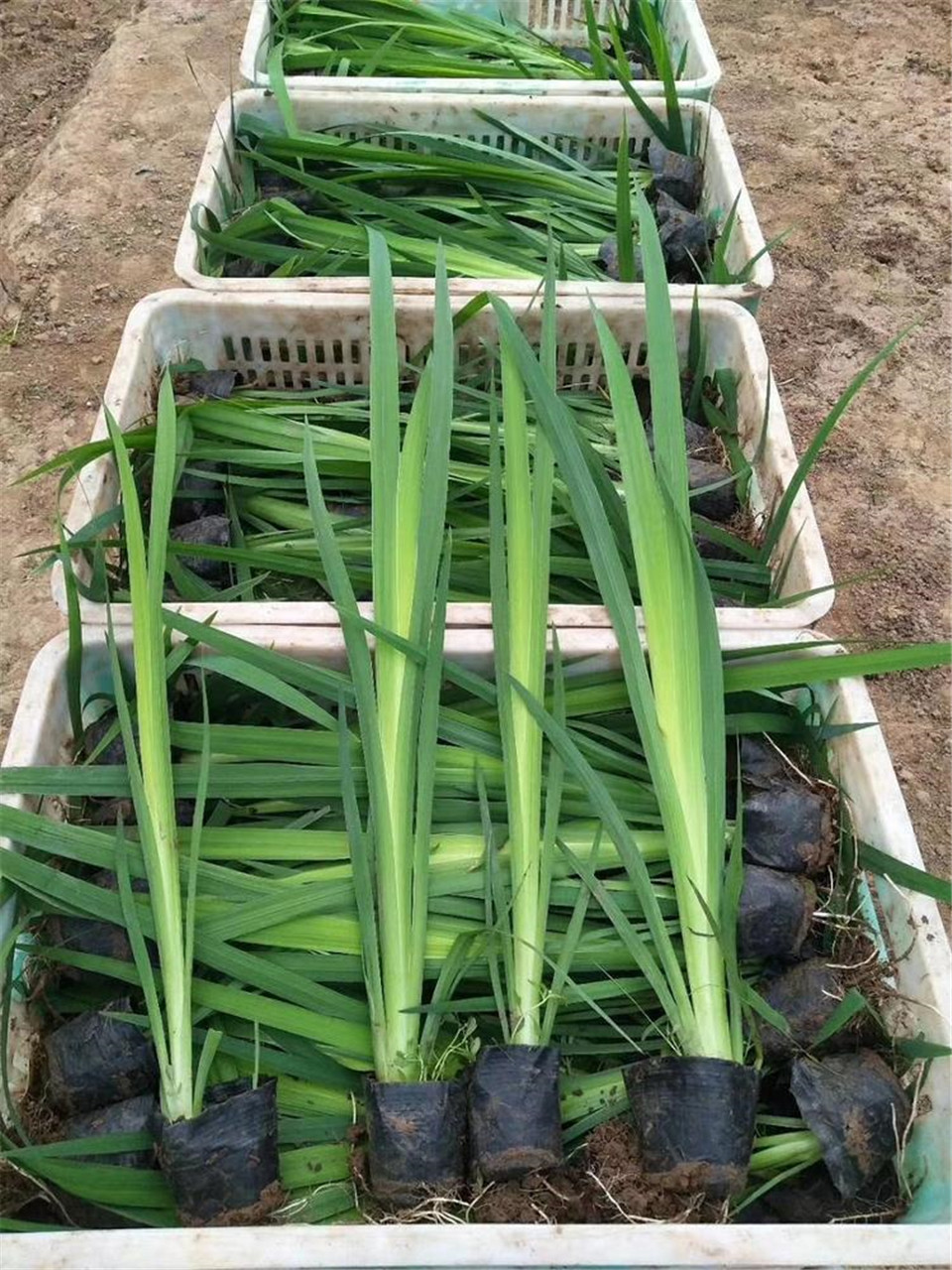 河道绿化鸢尾苗   水生植物鸢尾   根茎粗壮
