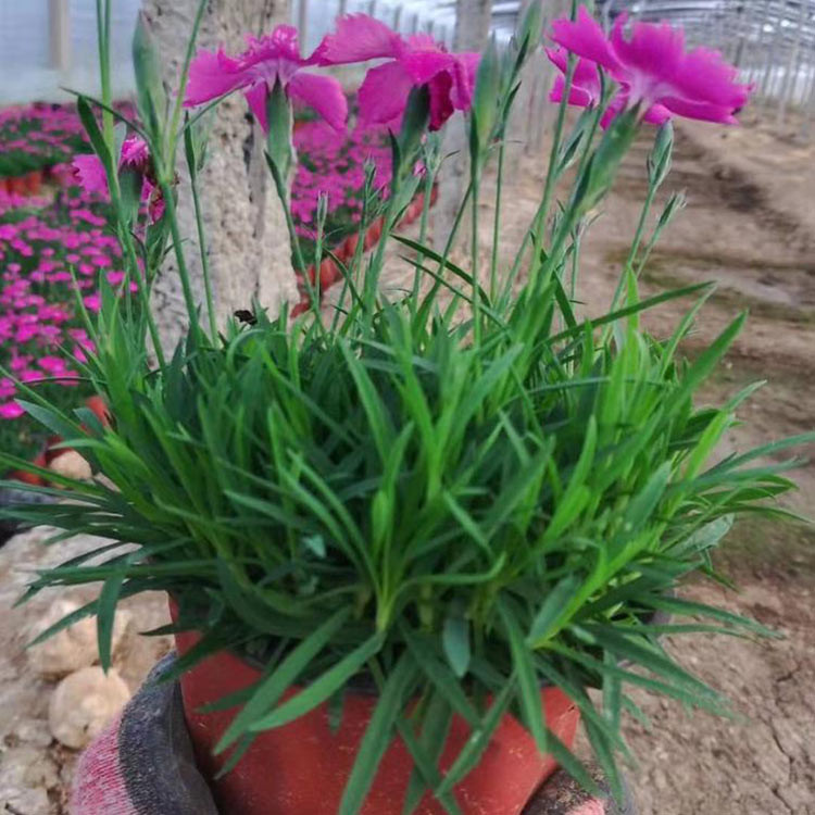 欧石竹苗直销 价格从优 青州草花基地