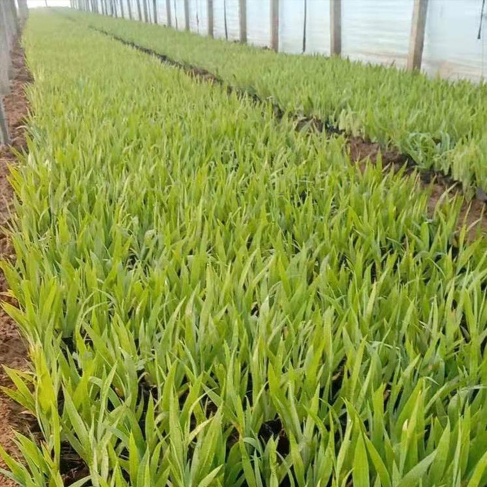 绿化用水生鸢尾   鸢尾种植基地   坡地、林缘及水边湿地绿化