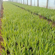 绿化用水生鸢尾   鸢尾种植基地   坡地、林缘及水边湿地绿化
