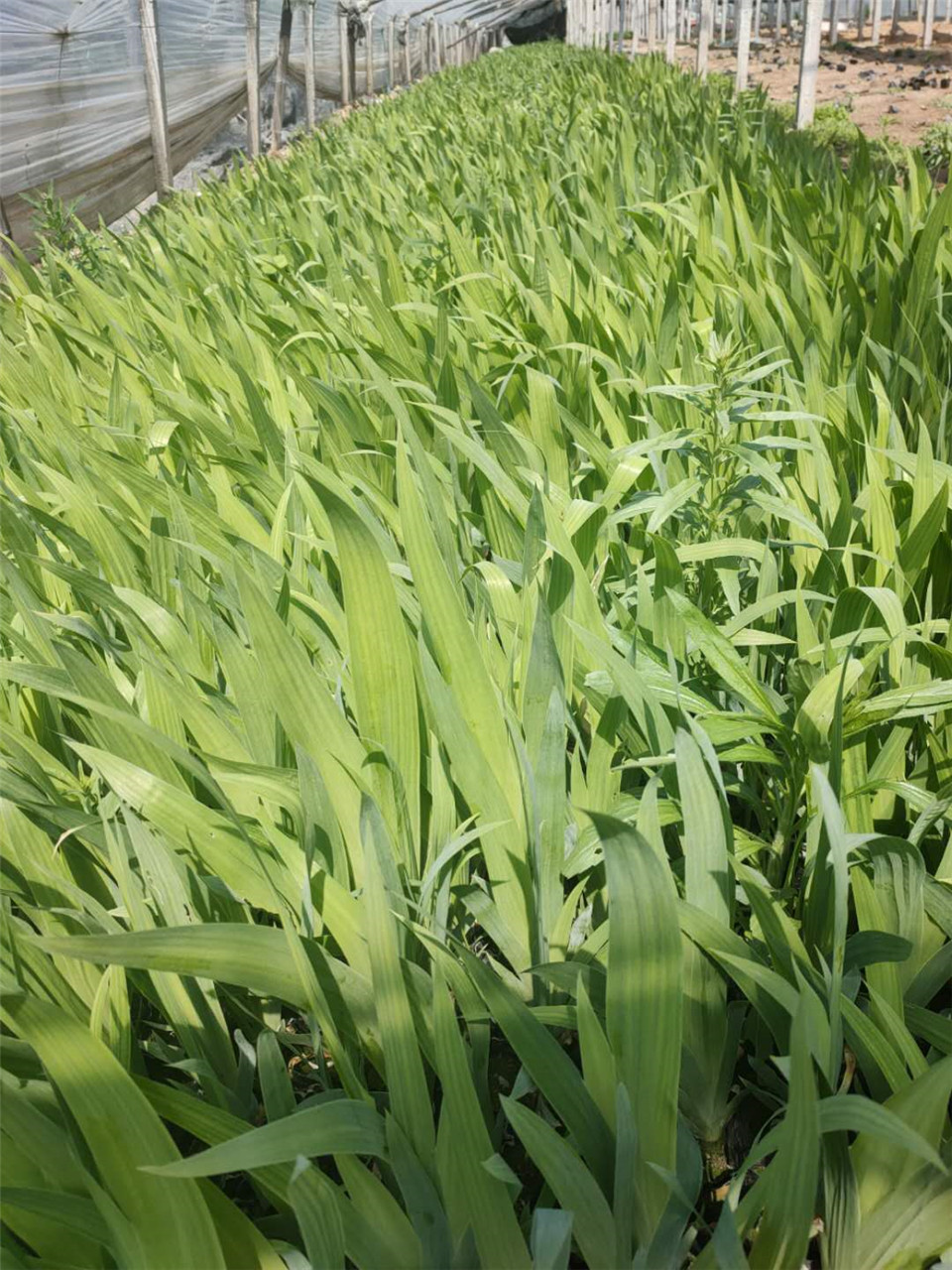 蓝花水生鸢尾   水生鸢尾价格   适应能力好、喜光湿润