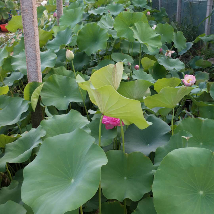 山东绿化荷花 绿化荷花批发 俊红直销