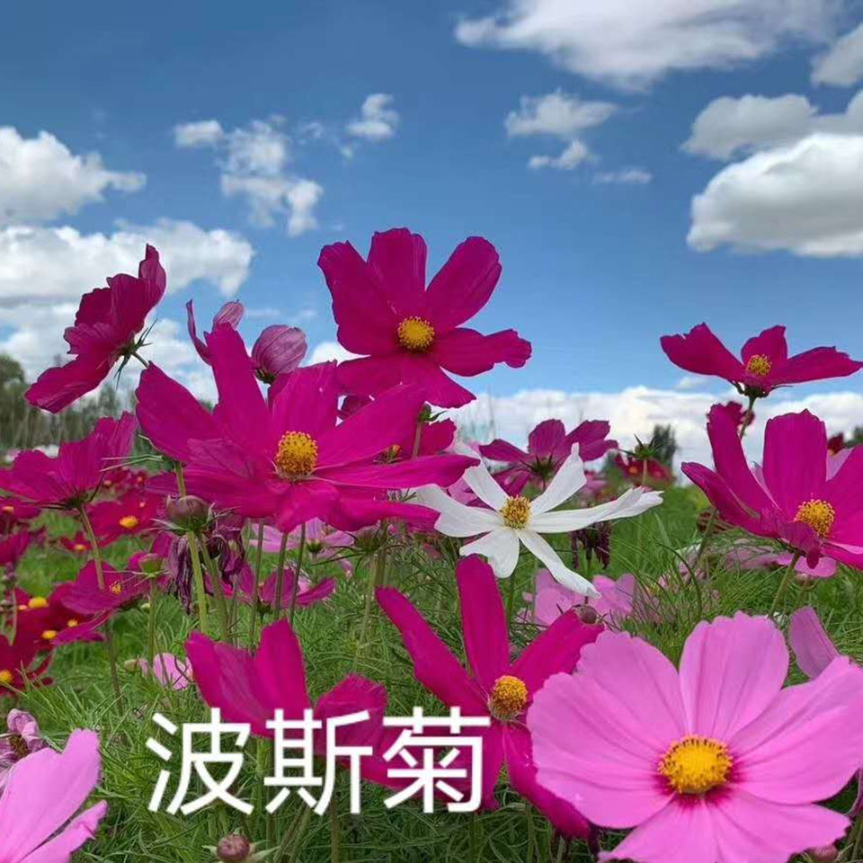 小黑皮桶波斯菊工程苗  波斯菊基地  花海用花波斯菊