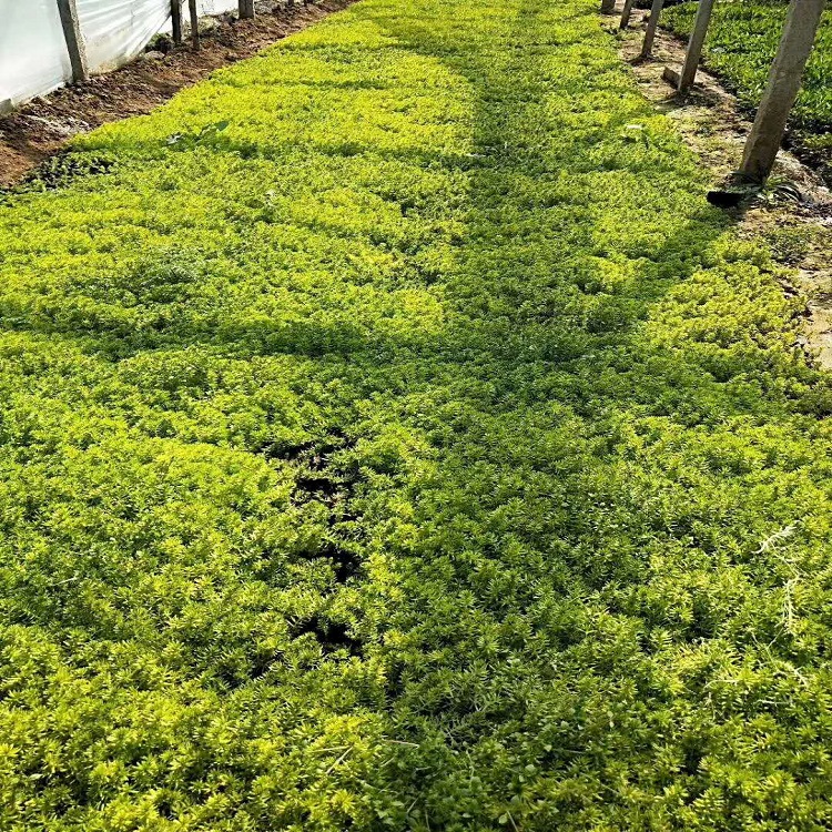基地直供 佛甲草种植基地 潍坊佛甲草
