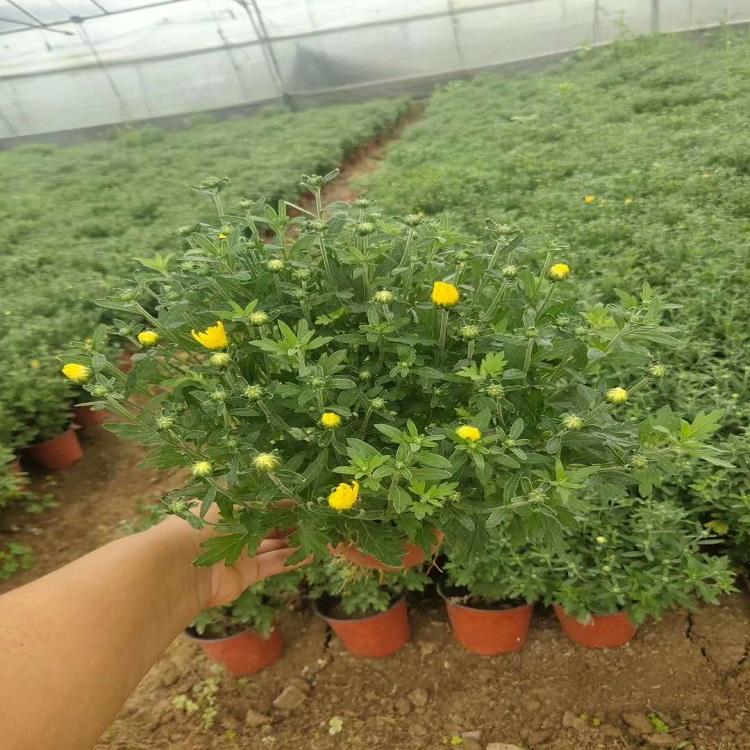 街道租摆用国庆菊盆栽批发  国庆菊报价  大量批售千头菊