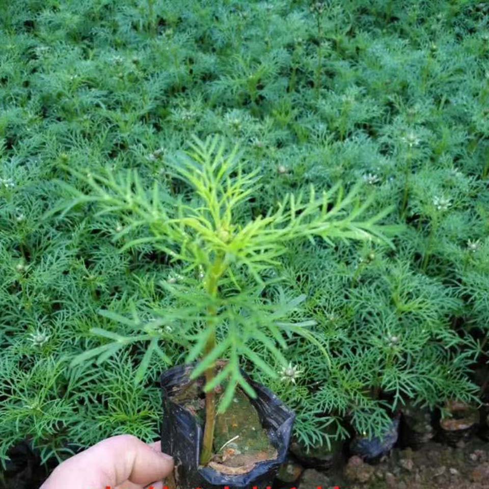 波斯菊种植 潍坊波斯菊 实力推荐