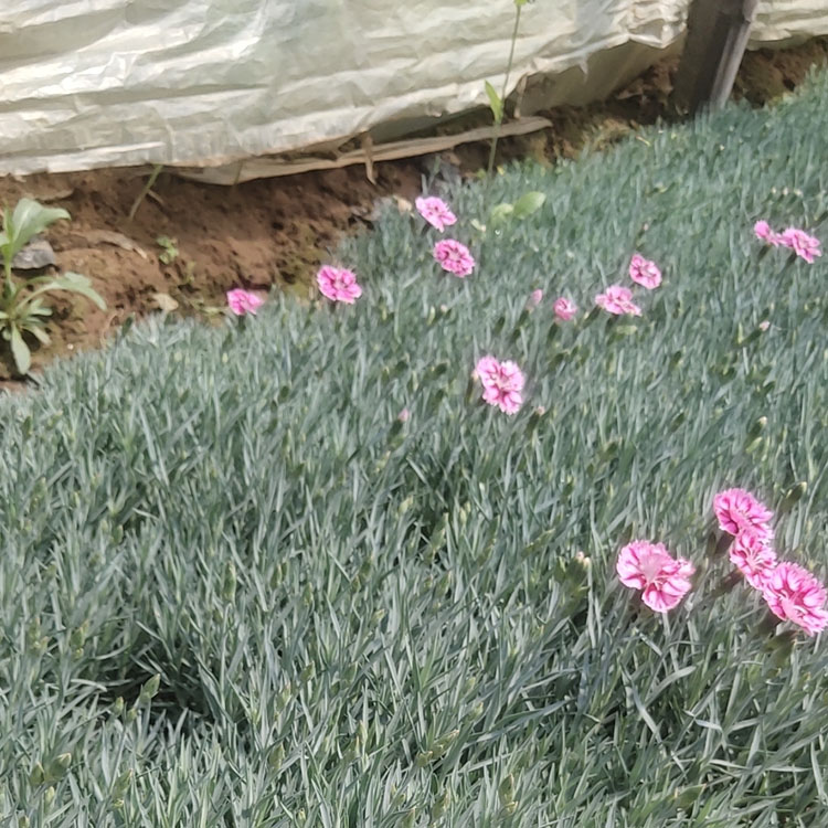 开花草坪彩虹石竹  彩虹石竹价格  基地供应彩虹石竹