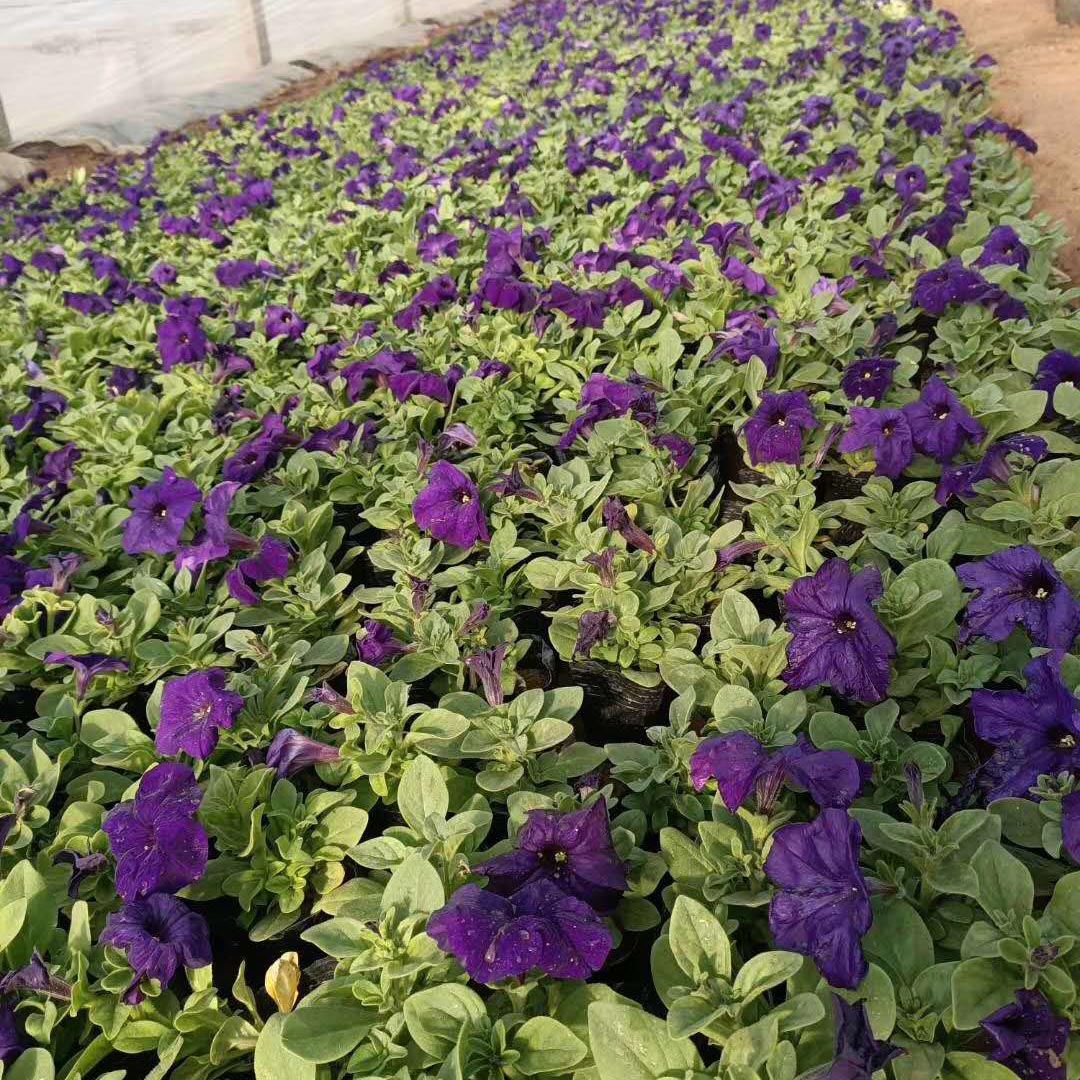 三色堇大量批发  三色堇报价  工程用观赏花三色堇