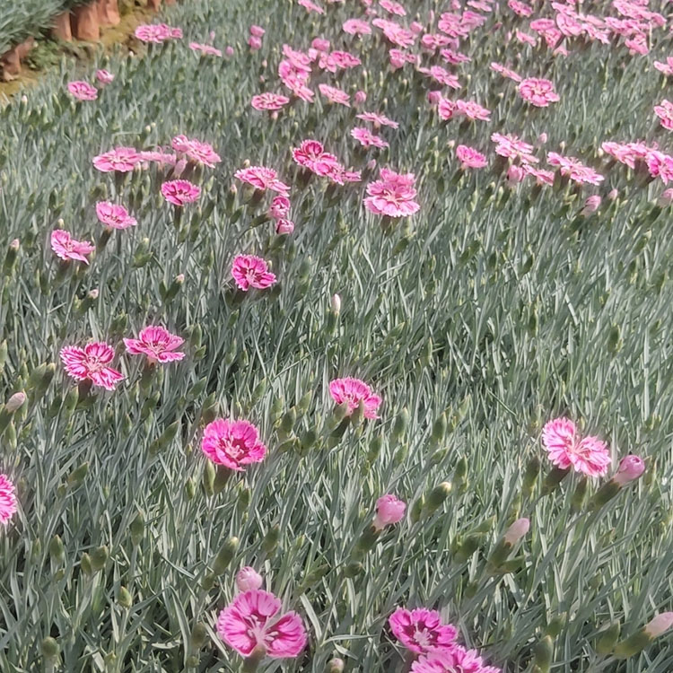 开花草坪彩虹石竹  彩虹石竹  常年大量供应欧石竹