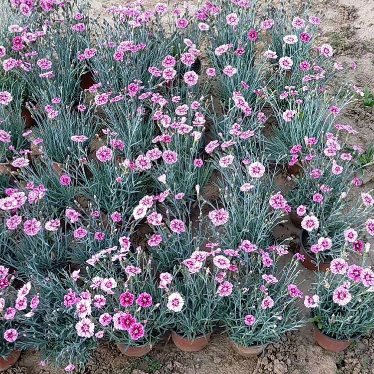 双色盆彩虹石竹基地  欧石竹小苗  宿根花卉彩虹石竹种植基地