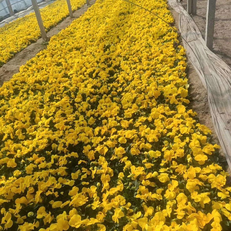 三色堇大量批发  三色堇小苗  工程用观赏花三色堇