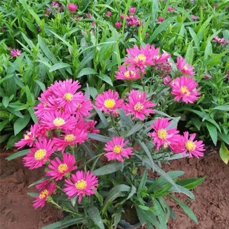 福禄考价格 山东宿根草花基地 福禄考种苗 长势好
