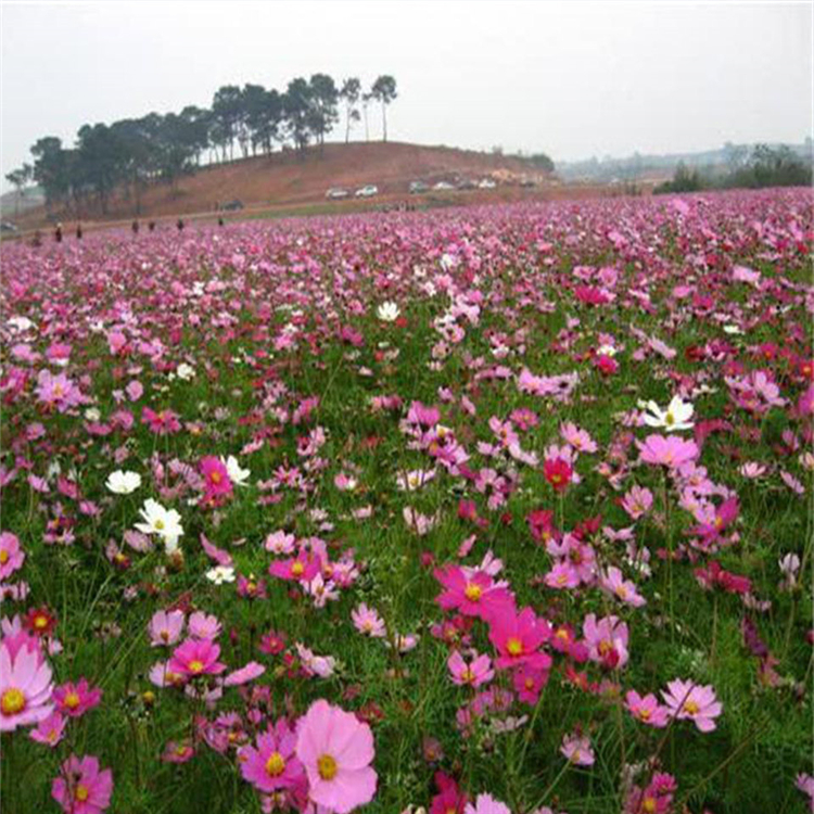大量批发 波斯菊基地 青州宿根植物小苗批发波斯菊