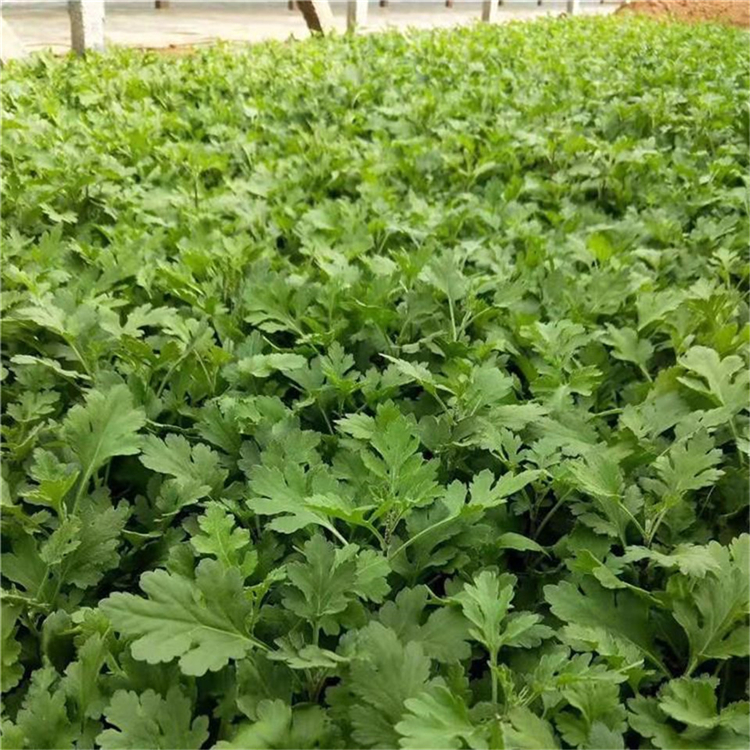 禹阳花卉 销售地被菊 地被菊杯苗