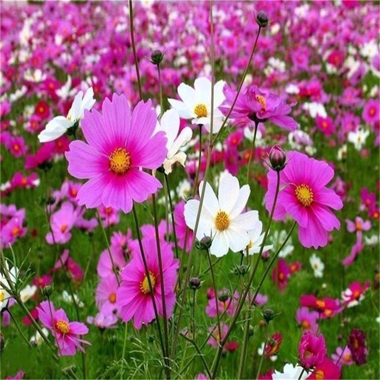 观赏花卉波斯菊 波斯菊价格 基地种植