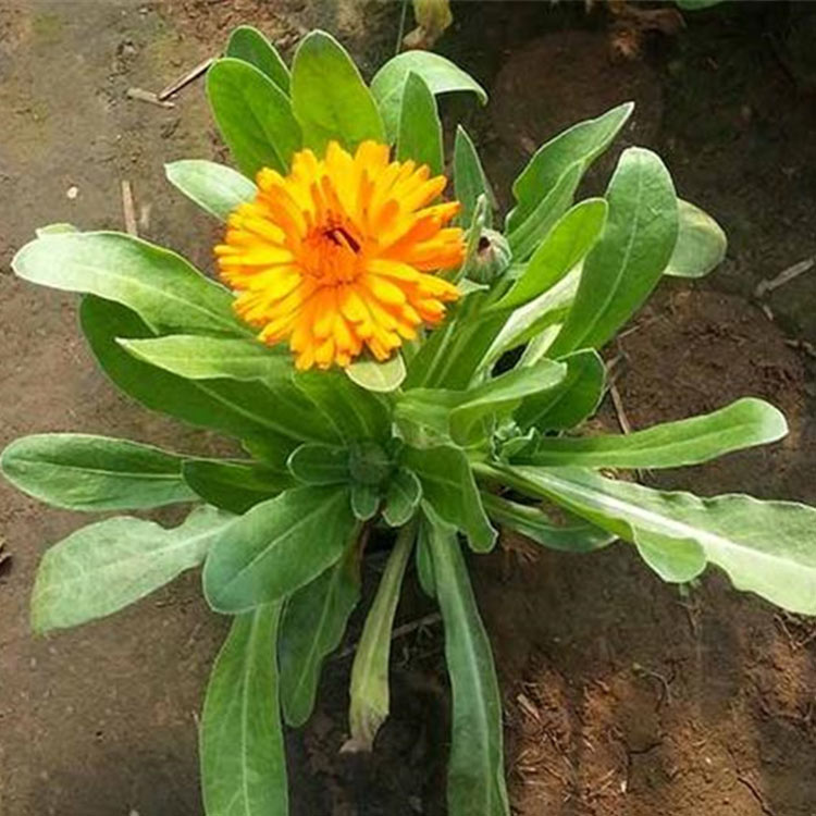 金盏菊报价 基地供应 青州金盏菊