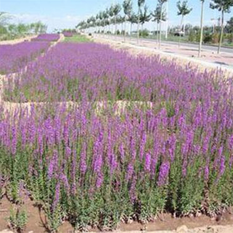 量大优惠园林景观花卉千屈菜 山东千屈菜种植 园林景观花卉千屈菜
