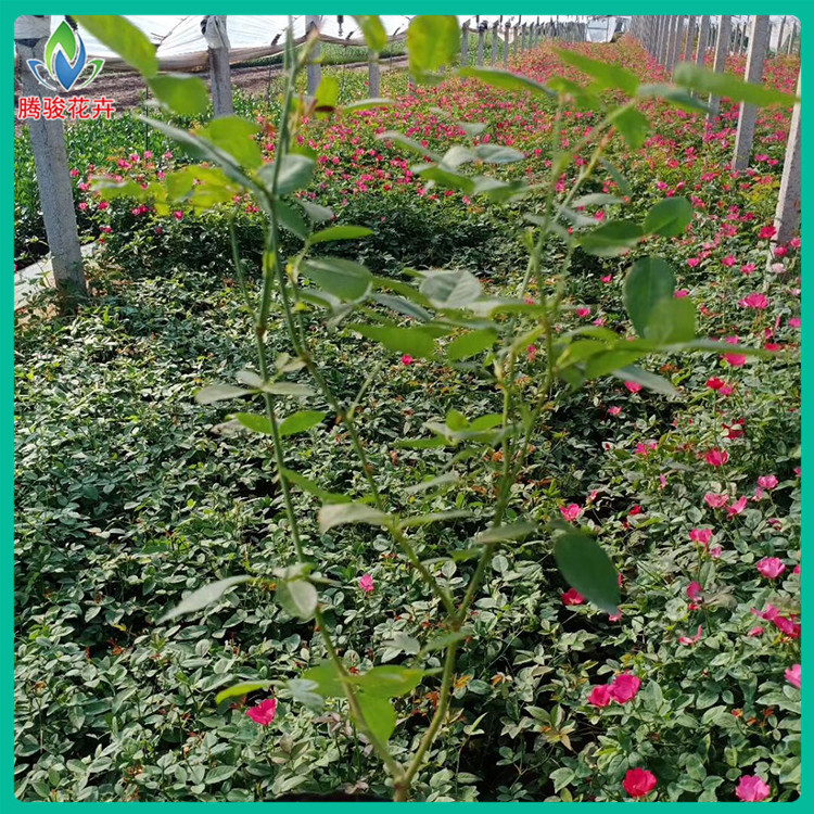 丰花月季报价 大量批发 青州聚花月季
