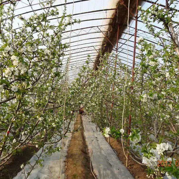 种植大棚建设 山东蔬菜种植大棚 口碑不错的 蔬菜种植大棚