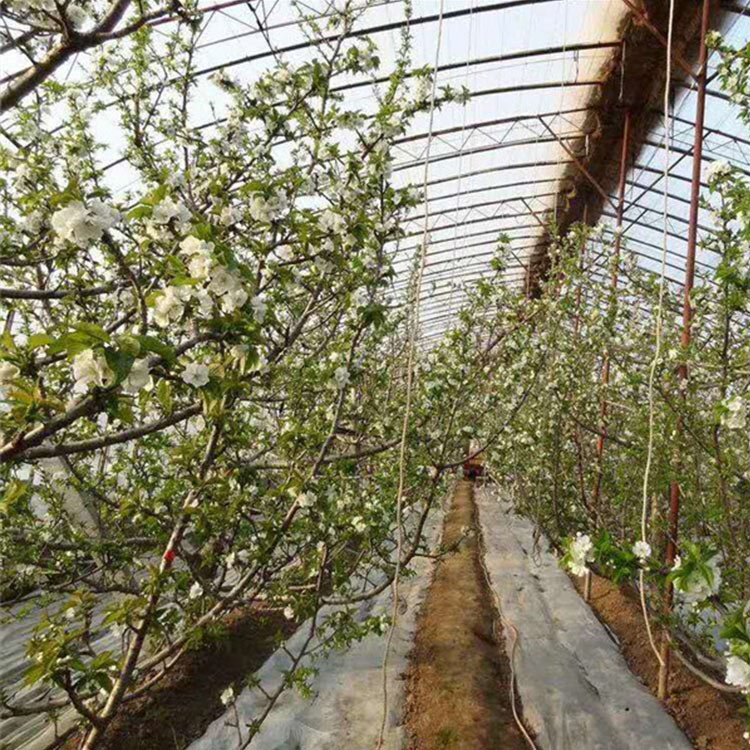 口碑不错的种植大棚 青州种植大棚建设