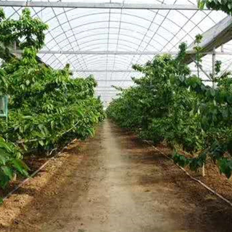 蔬菜种植大棚建造 山东育苗种植大棚 口碑不错的 育苗种植大棚