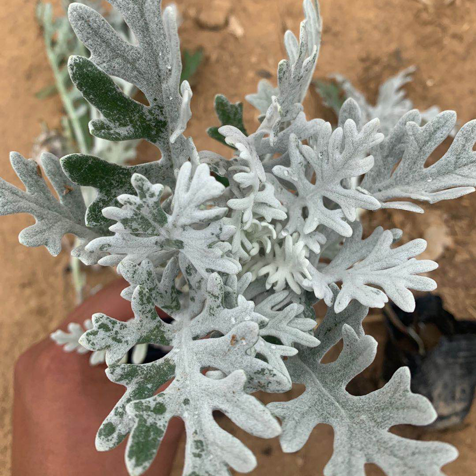 银叶菊花苗 陕西银叶菊花苗 银叶菊花苗价格