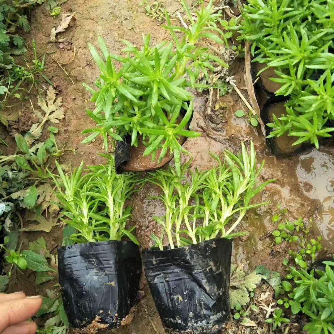 青州佛甲草基地  佛甲草供应商  山东佛甲草培育基地