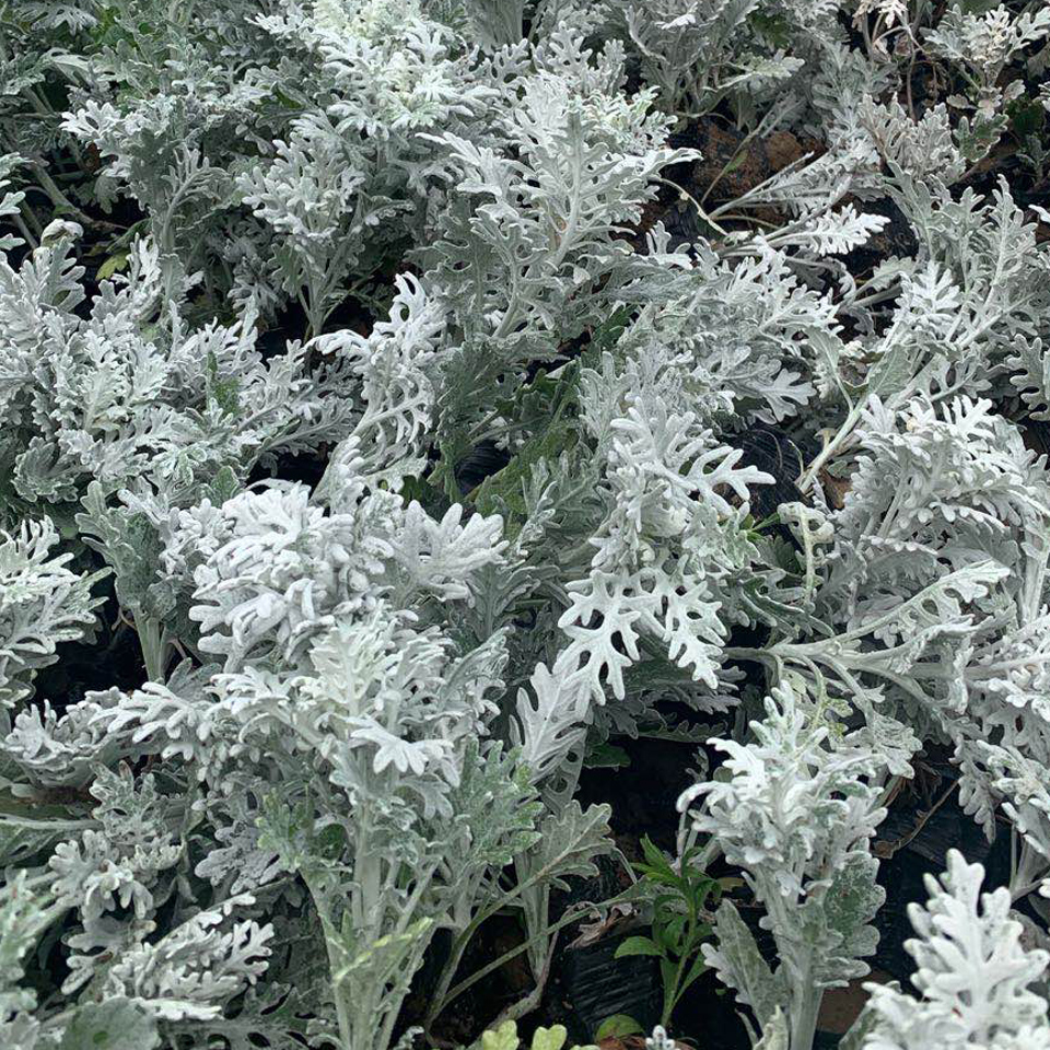 银叶菊花苗 安徽银叶菊花苗 银叶菊花苗基地