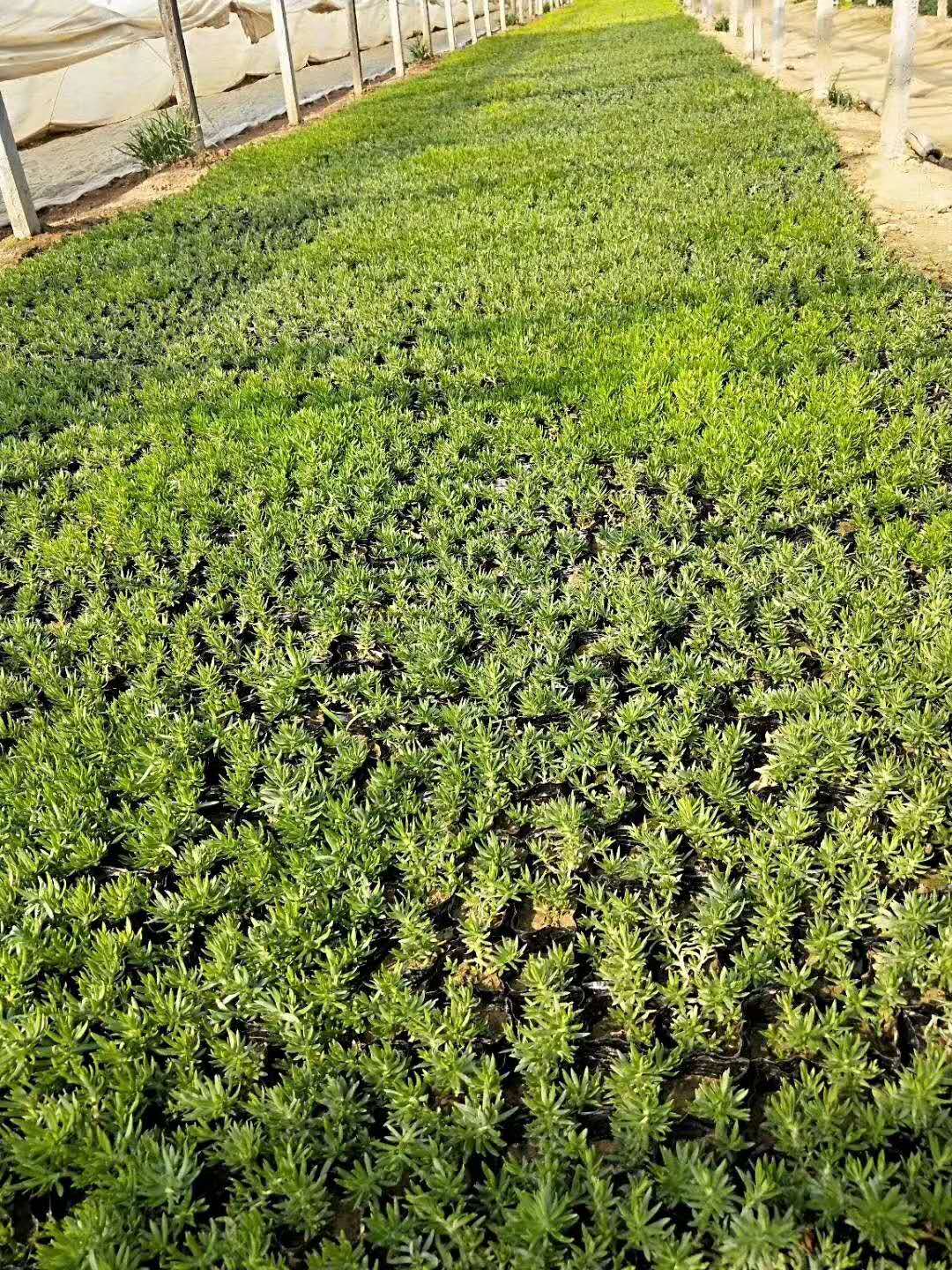 绿化用佛甲草 绿化用佛甲草供应 大量出售绿化用佛甲草